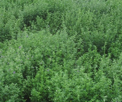 煙臺(tái)草坪種子.jpg 煙臺(tái)草坪種子.jpg